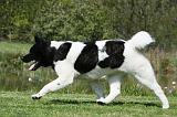 AKITA AMERICAIN 441
